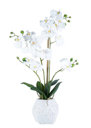 ORCHID ARRANGEMENT DECOR
