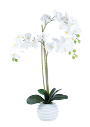 ORCHID ARRANGEMENT