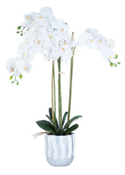 ORCHID ARRANGEMENT