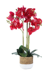ORCHID ARRANGEMENT DECOR.