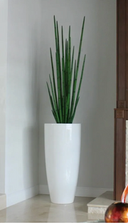 SNAKE GRASS