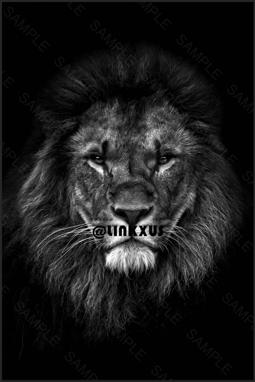 BLACK AND WHITE LION