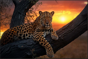 LEOPARD SUNSET