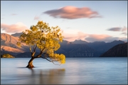 THAT WĀNAKA TREE