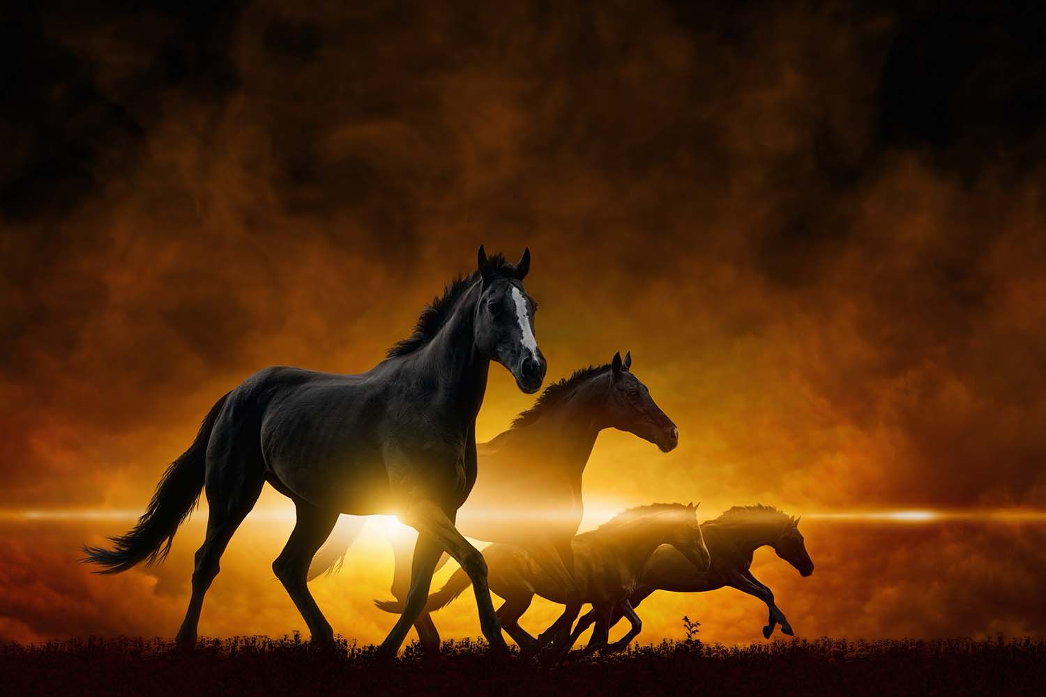 HORSES SUNSET