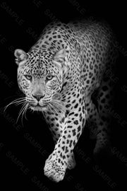 LEOPARD WALKING OUT OF THE DARK