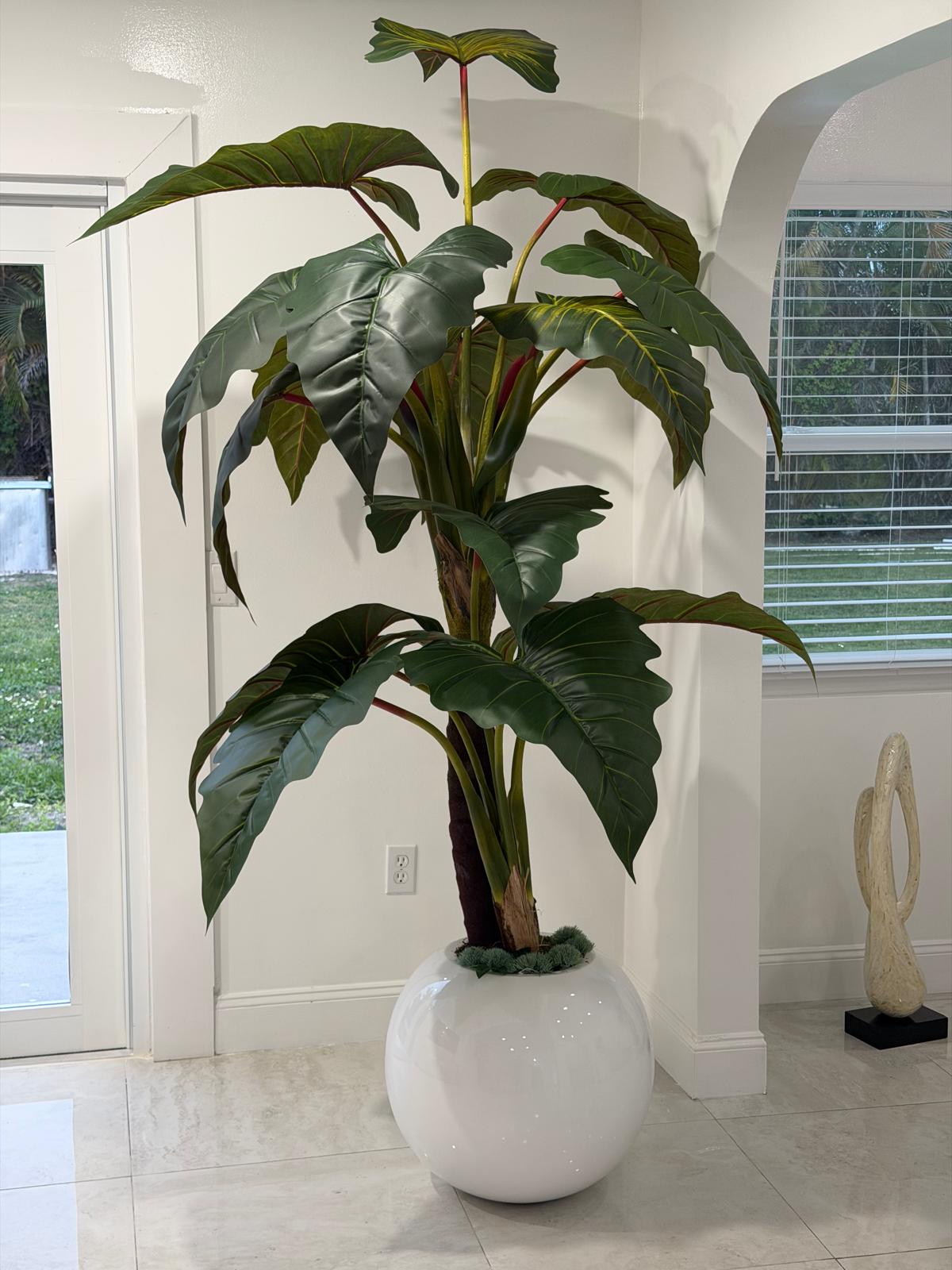 ELEPHANT EARS " ALOCASIA" ARRANGEMENT